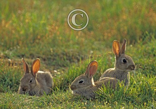 Rabbits 2